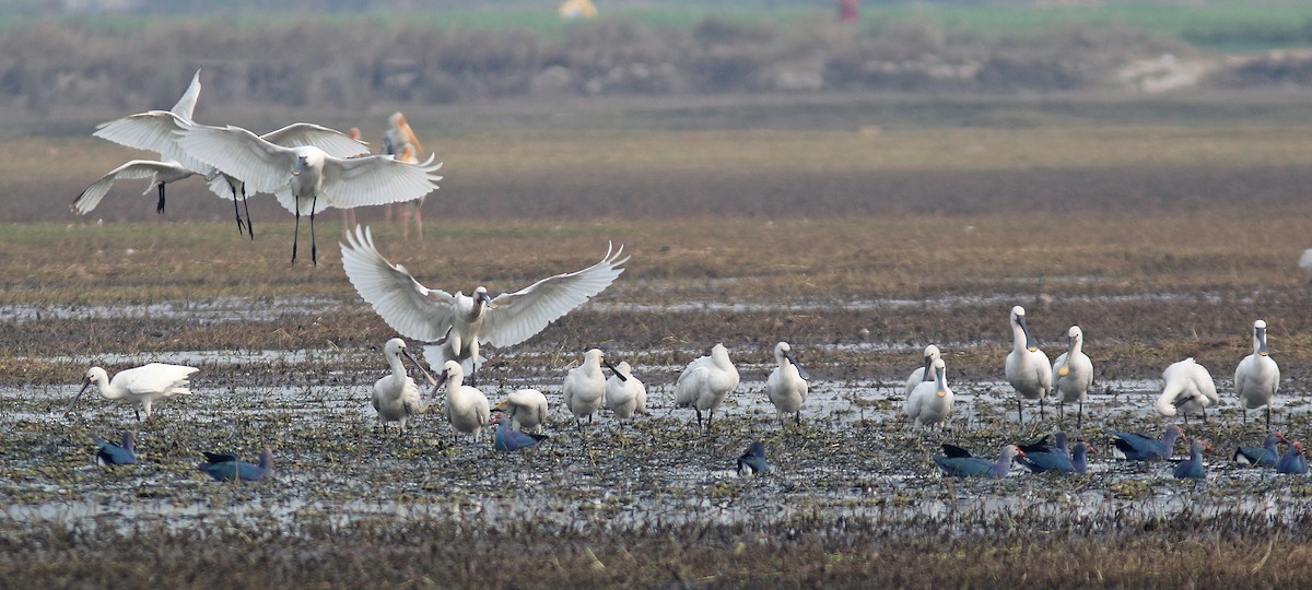 Eurasian Spoonbill - ML209601381