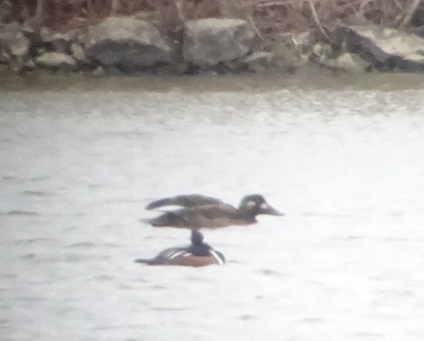 White-winged Scoter - ML20960161