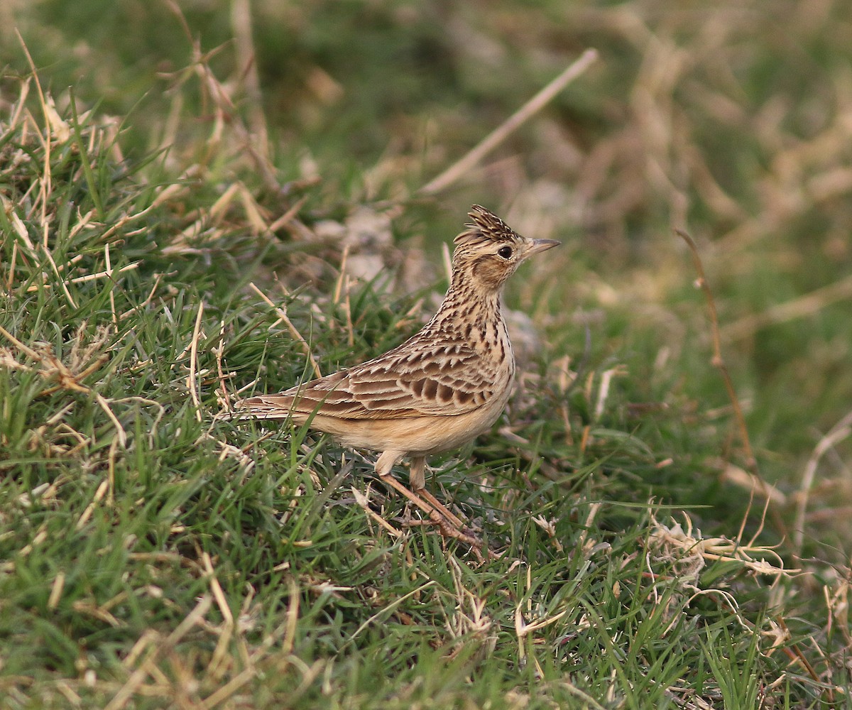 Oriental Skylark - ML209601721