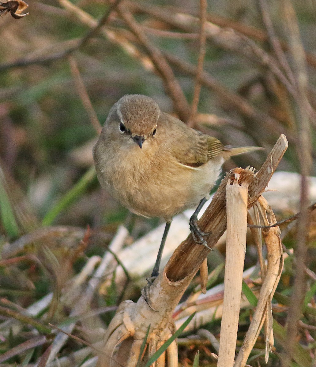 Mosquitero Común - ML209601851