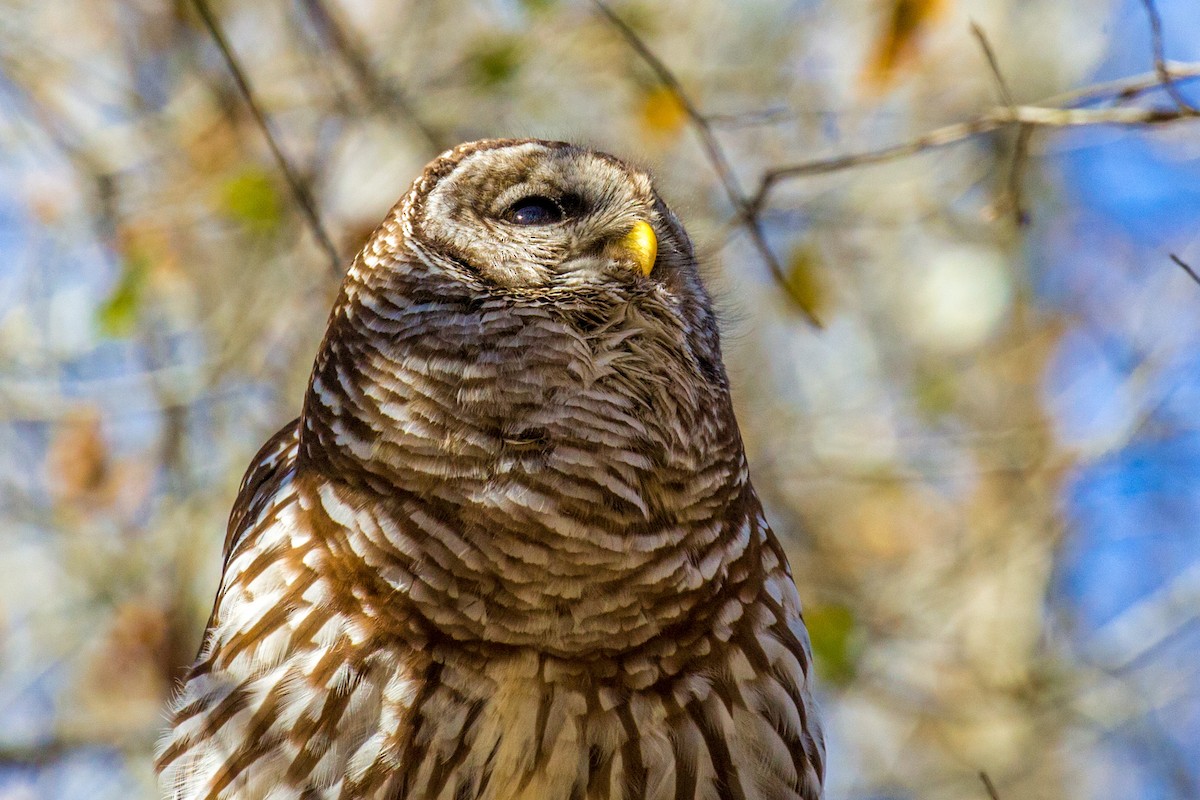 Barred Owl - Cheryl White