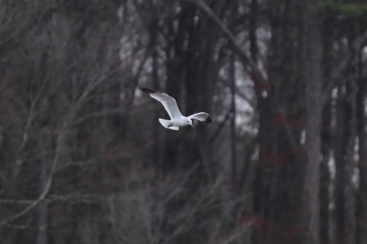 Ring-billed Gull - Daniel Kaplan