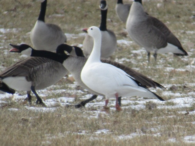 Snow Goose - ML209603411