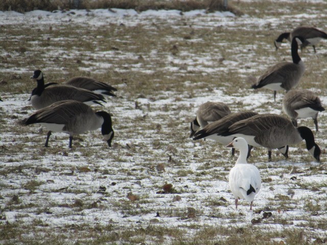 Snow Goose - ML209603501