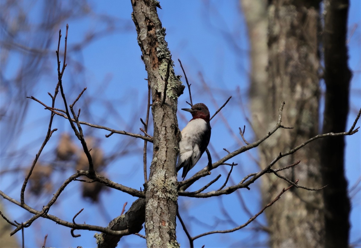 Red-headed Woodpecker - ML209604291