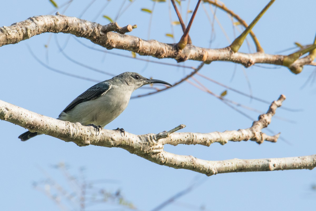 Mouse-colored Sunbird - ML209605261