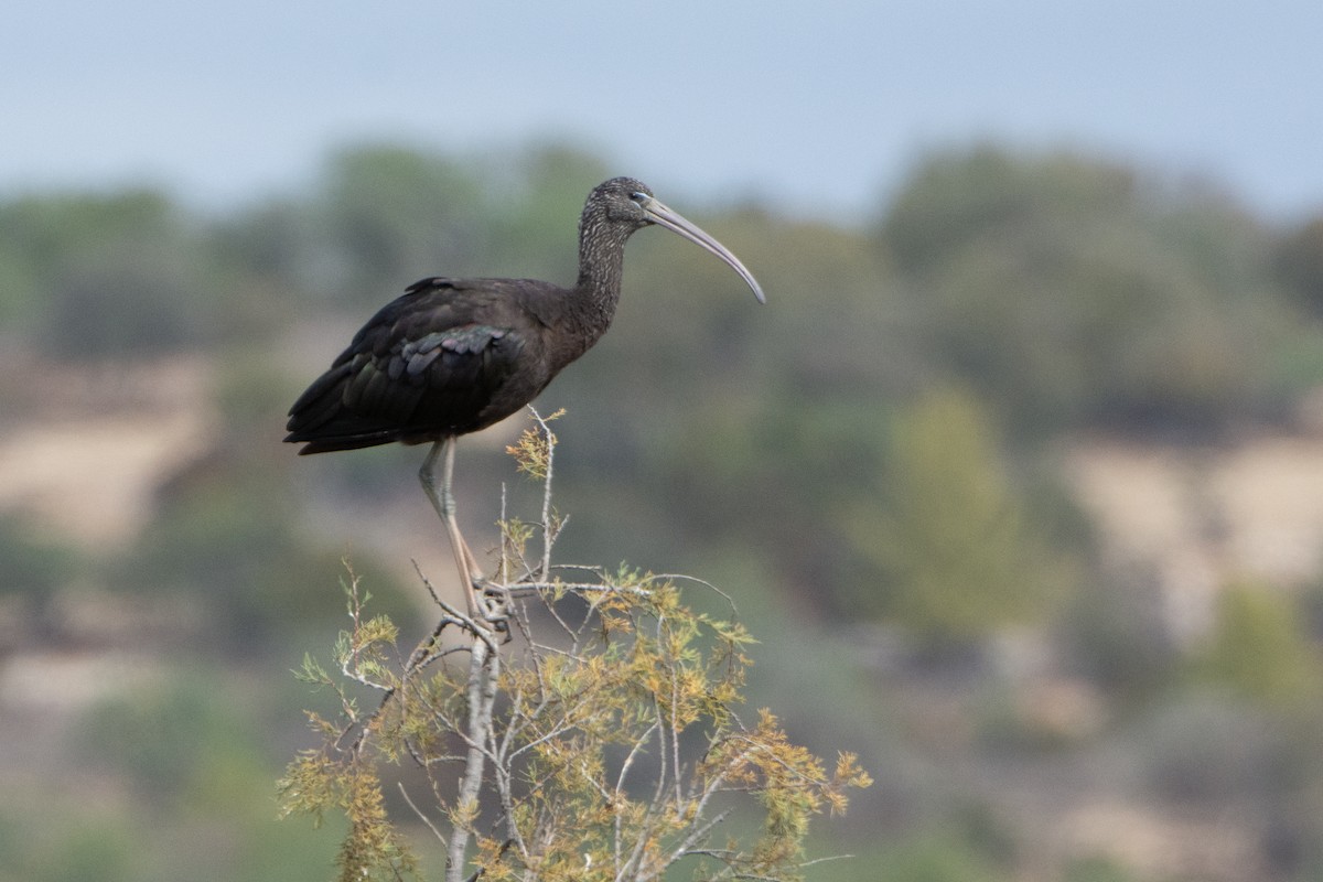 Glossy Ibis - Linda Reinecke