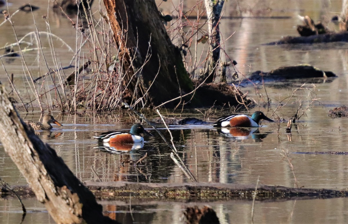 Northern Shoveler - ML209605501
