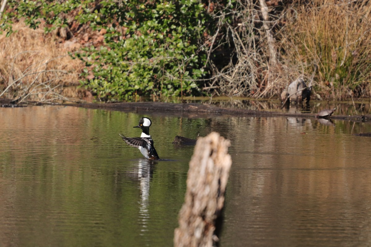 Hooded Merganser - ML209605731