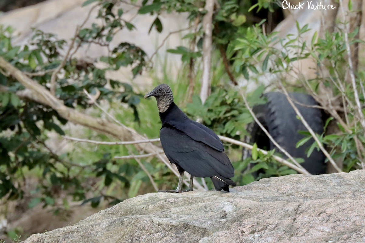 Black Vulture - Blythe Nilson