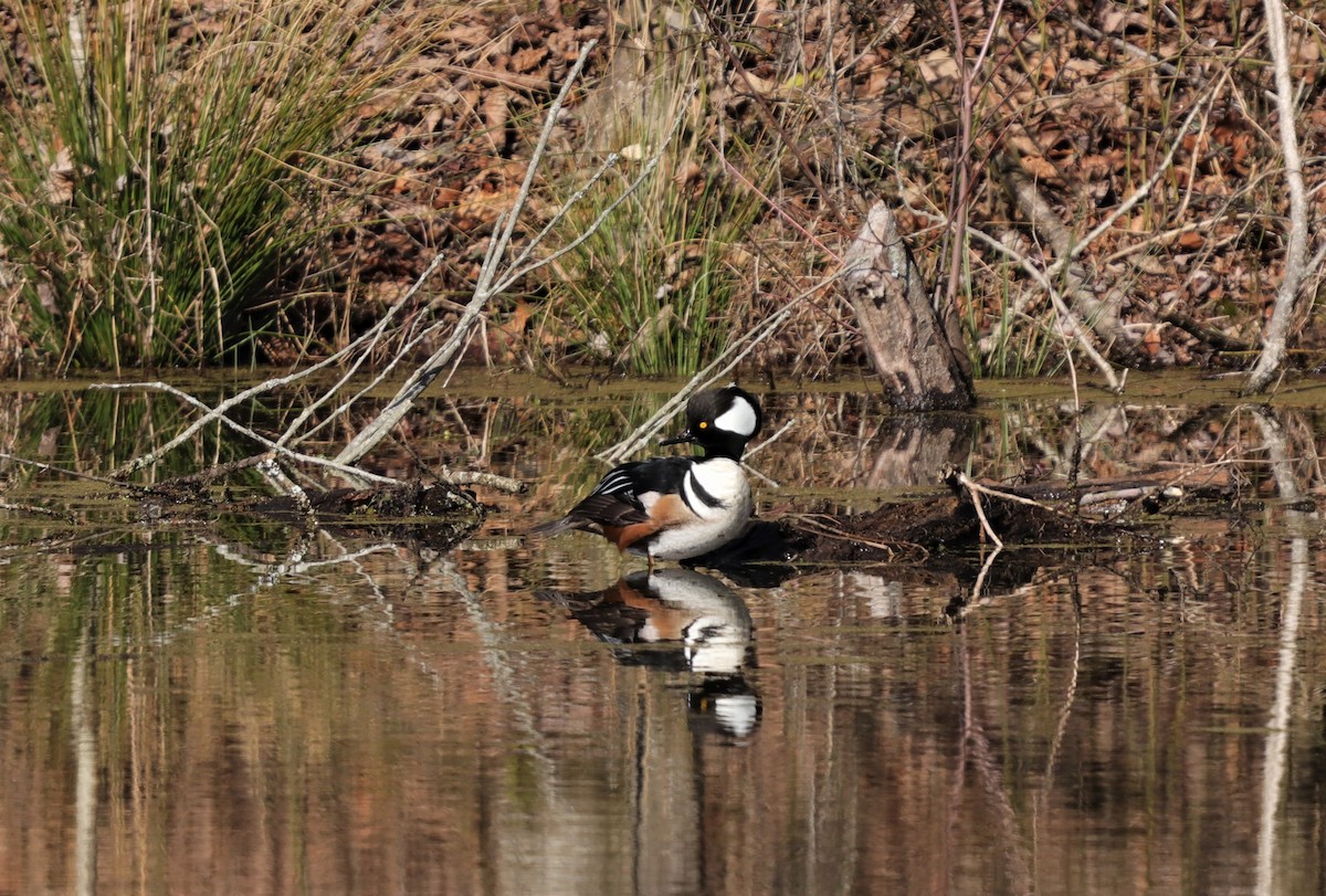 Hooded Merganser - Daniel Kaplan