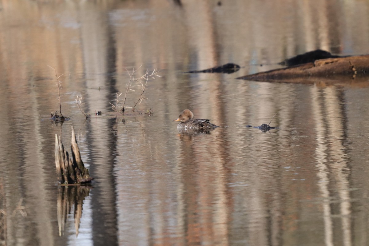 Hooded Merganser - Daniel Kaplan