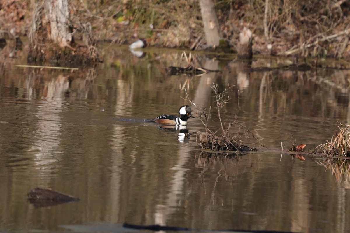 Hooded Merganser - ML209607661