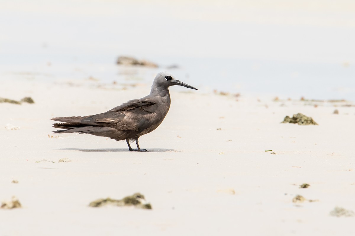 Lesser Noddy - Peter  Steward