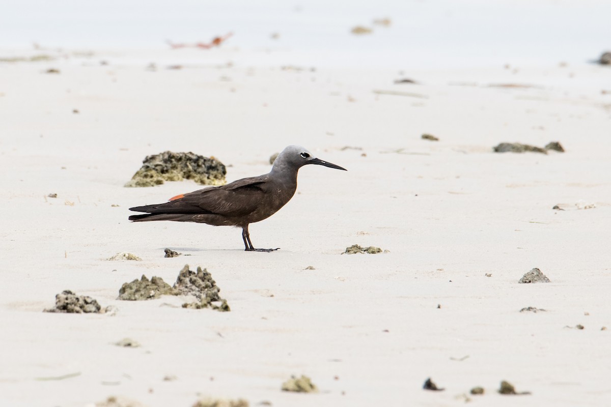 Lesser Noddy - ML209608171