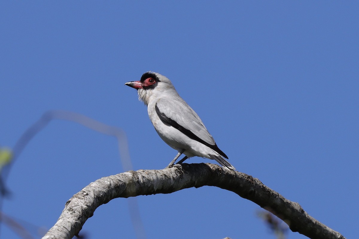 Masked Tityra - ML209608281