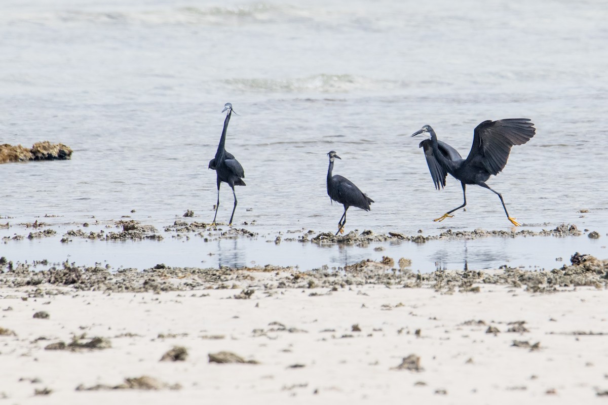 Little Egret (Dimorphic) - ML209608291