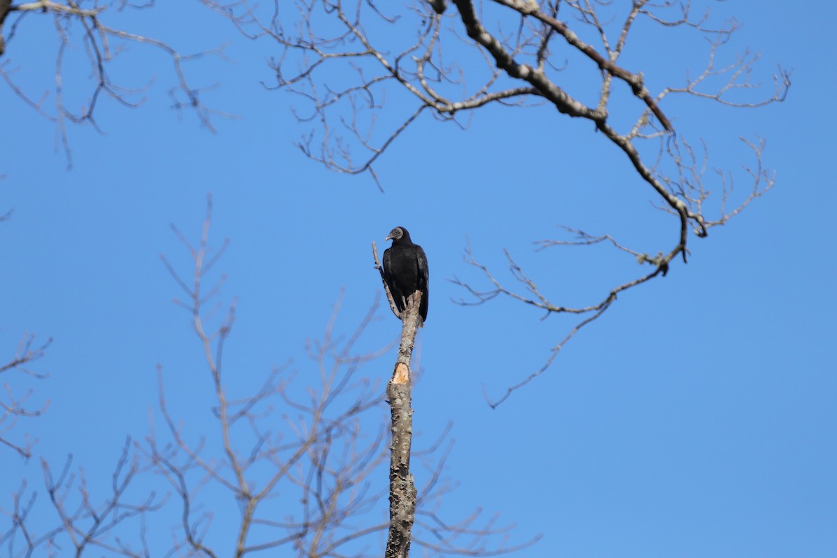 Black Vulture - ML209608311