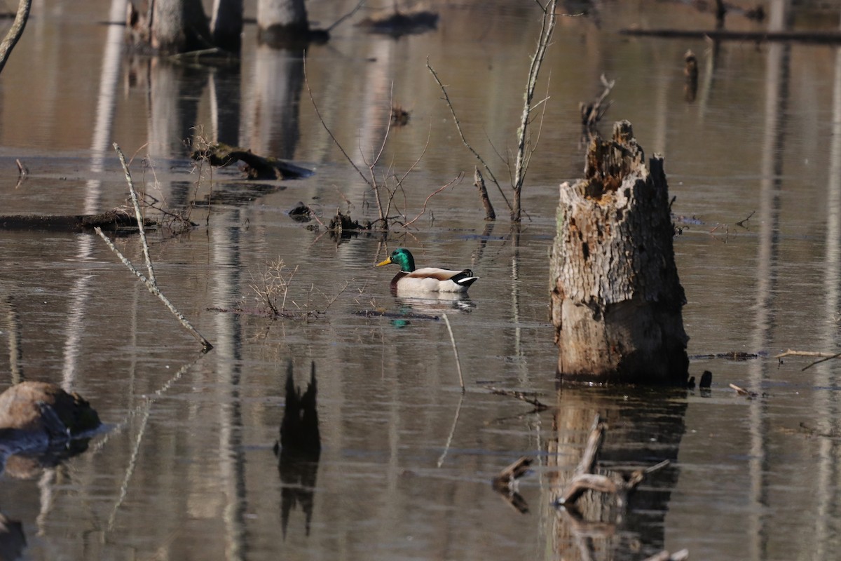 Basahatea - ML209608531