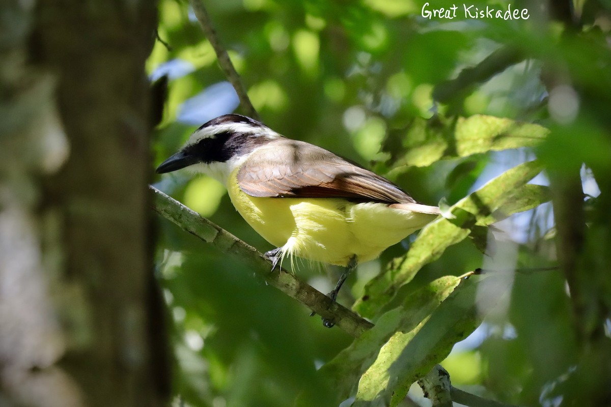 Great Kiskadee - ML209608591