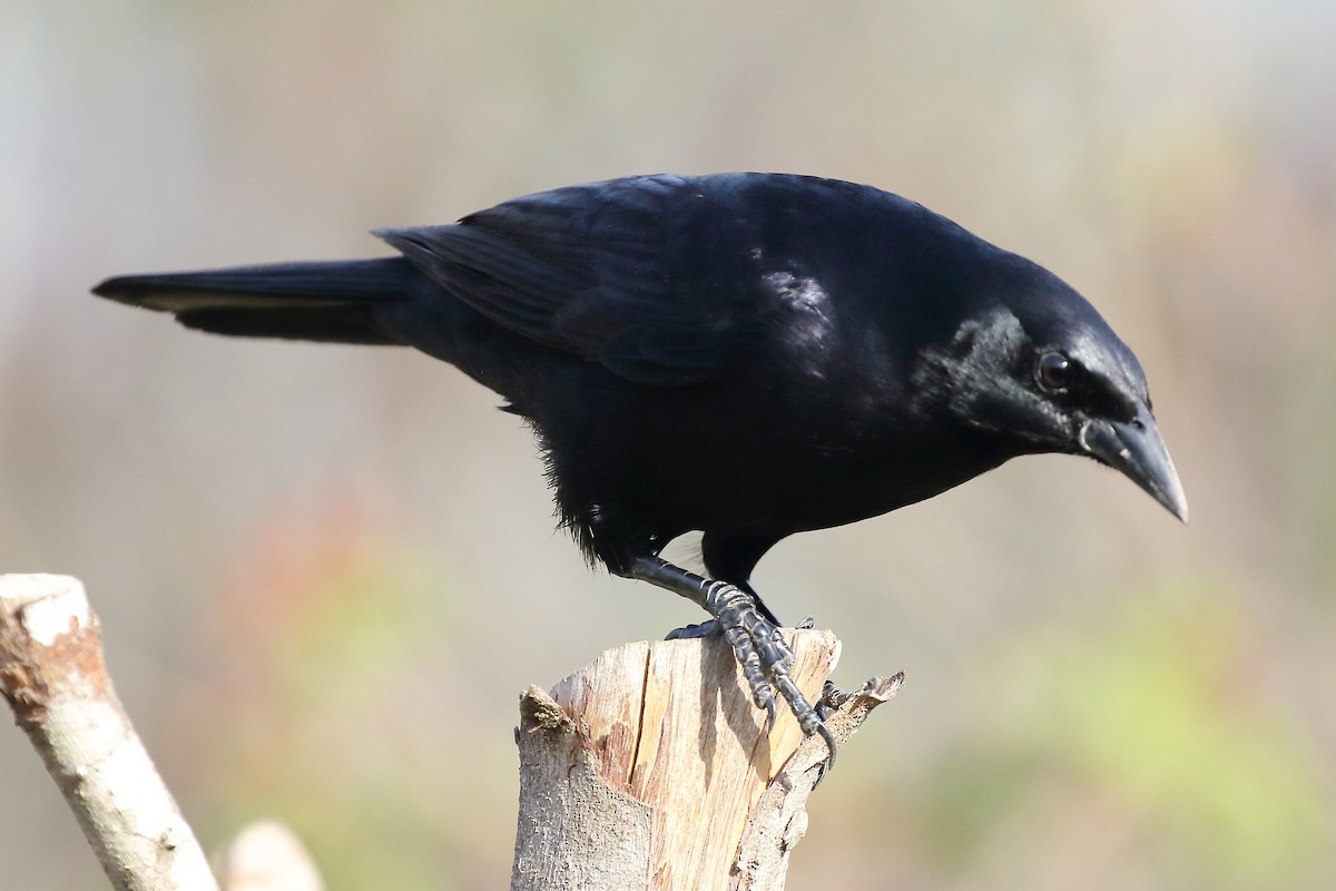 Cuban Blackbird - ML209608621