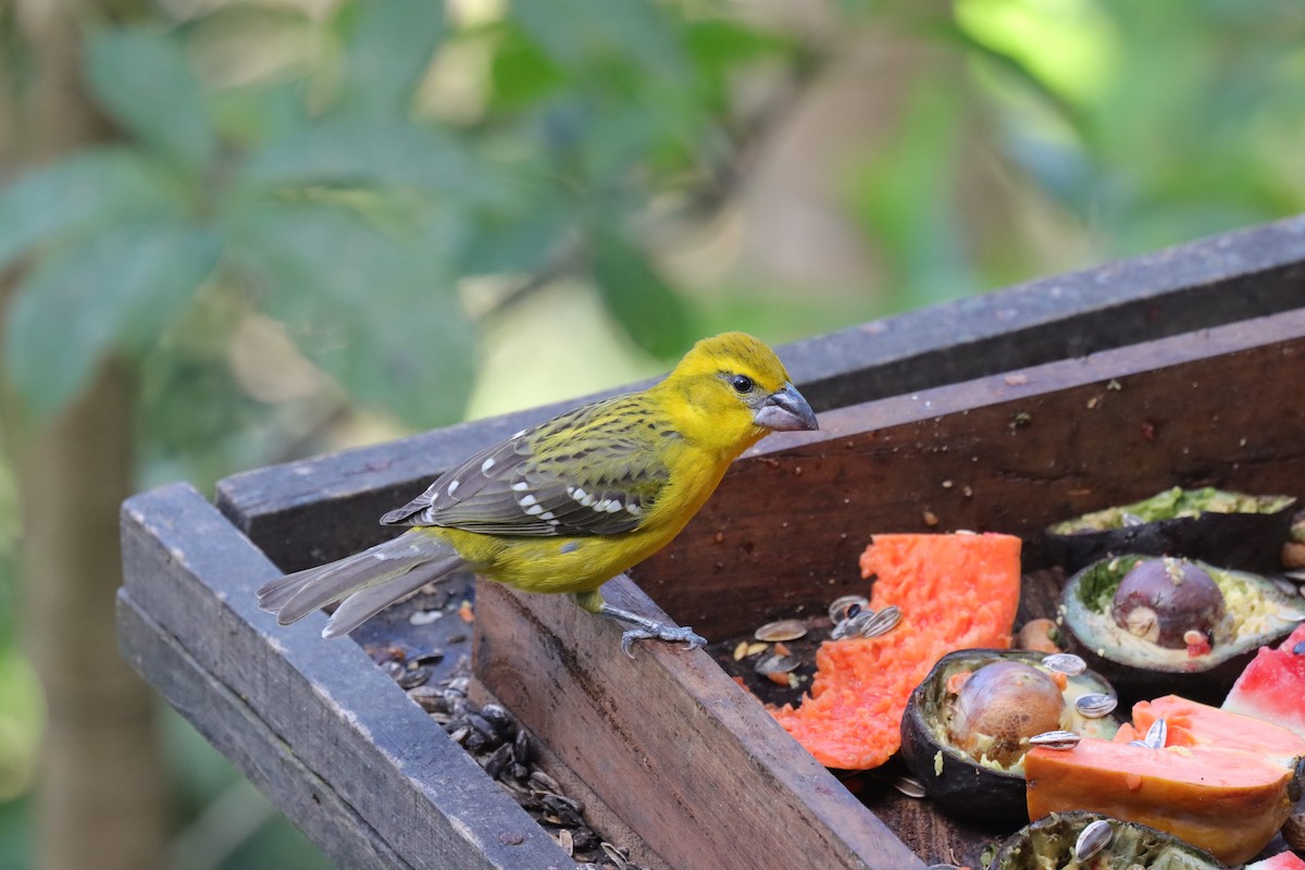 Yellow Grosbeak - ML209608771