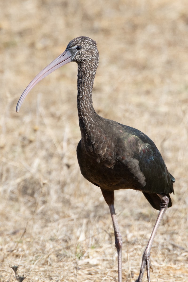 Glossy Ibis - Linda Reinecke