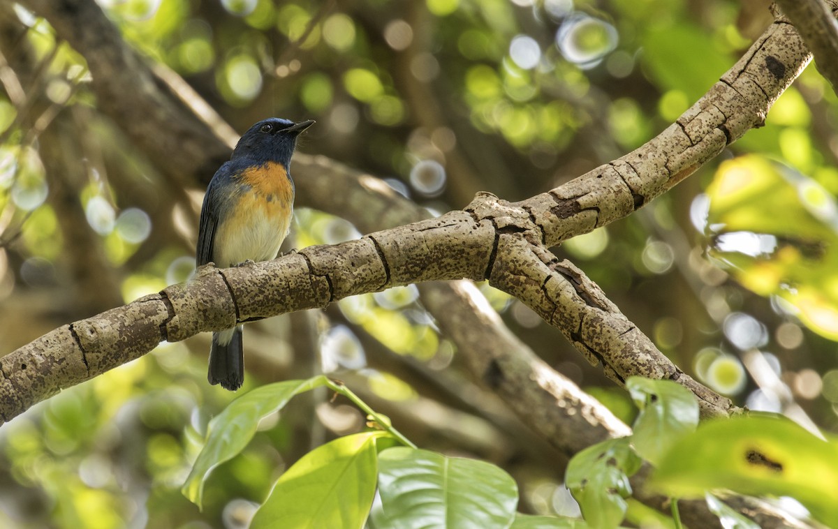 Blue-throated Flycatcher - ML209610281