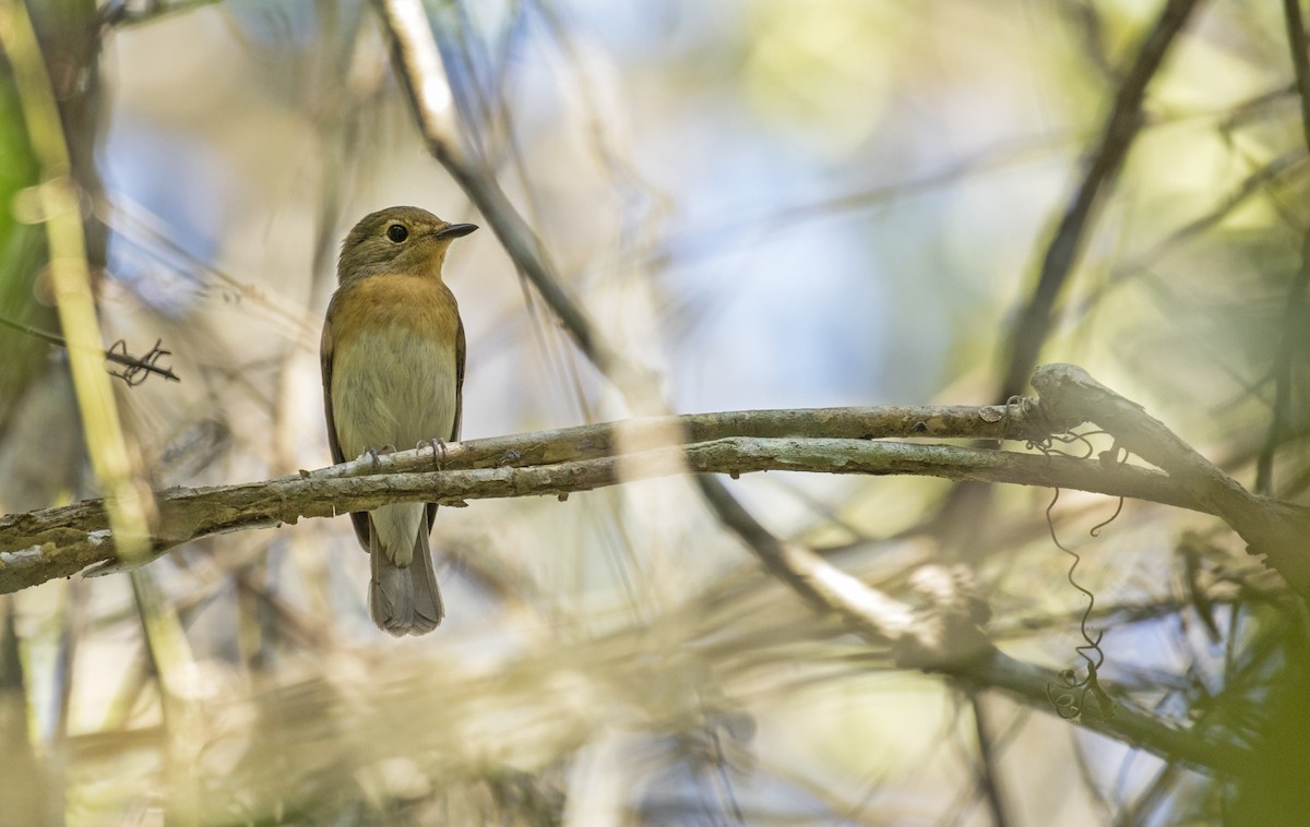 Blue-throated Flycatcher - ML209610291