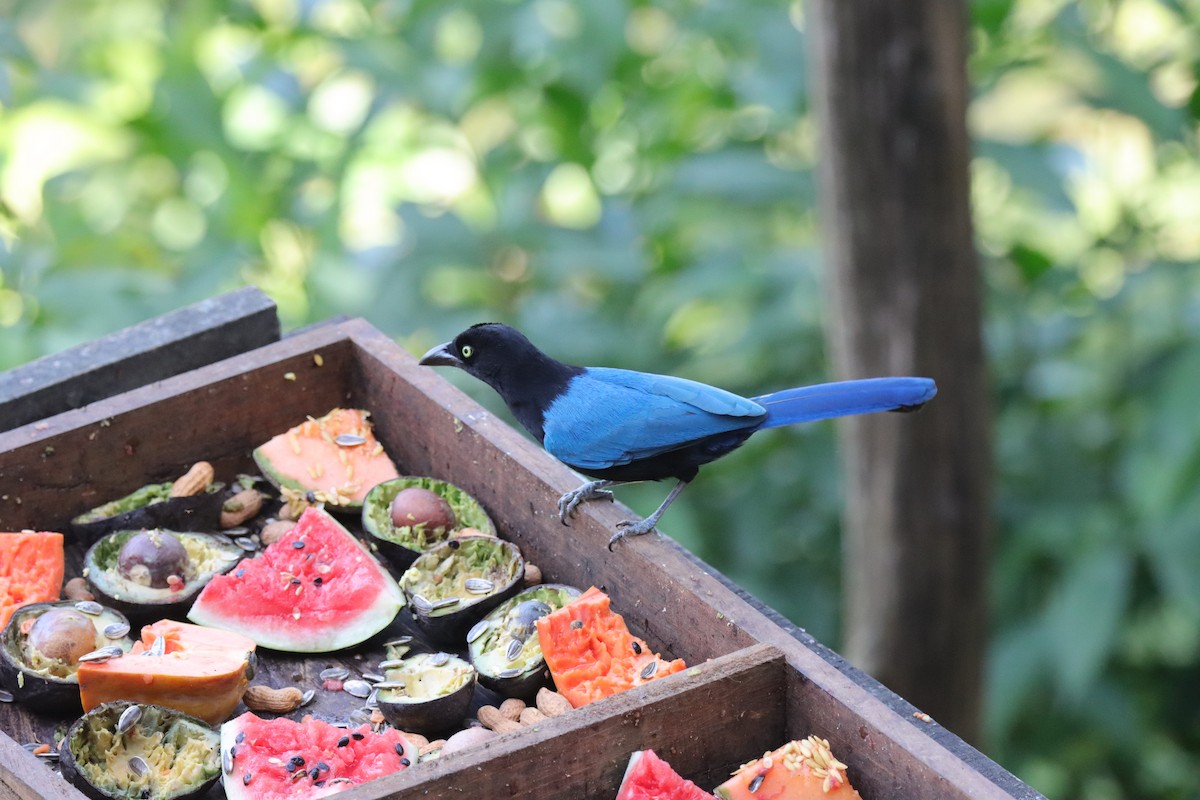 San Blas Jay - ML209610371