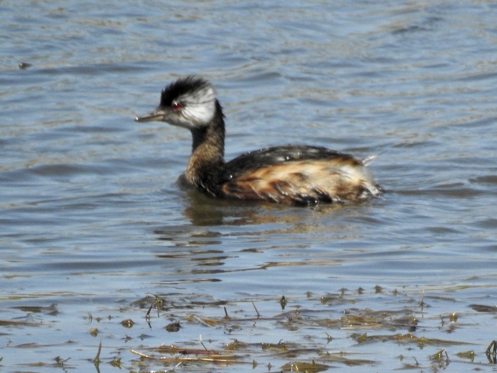 White-tufted Grebe - ML209610511