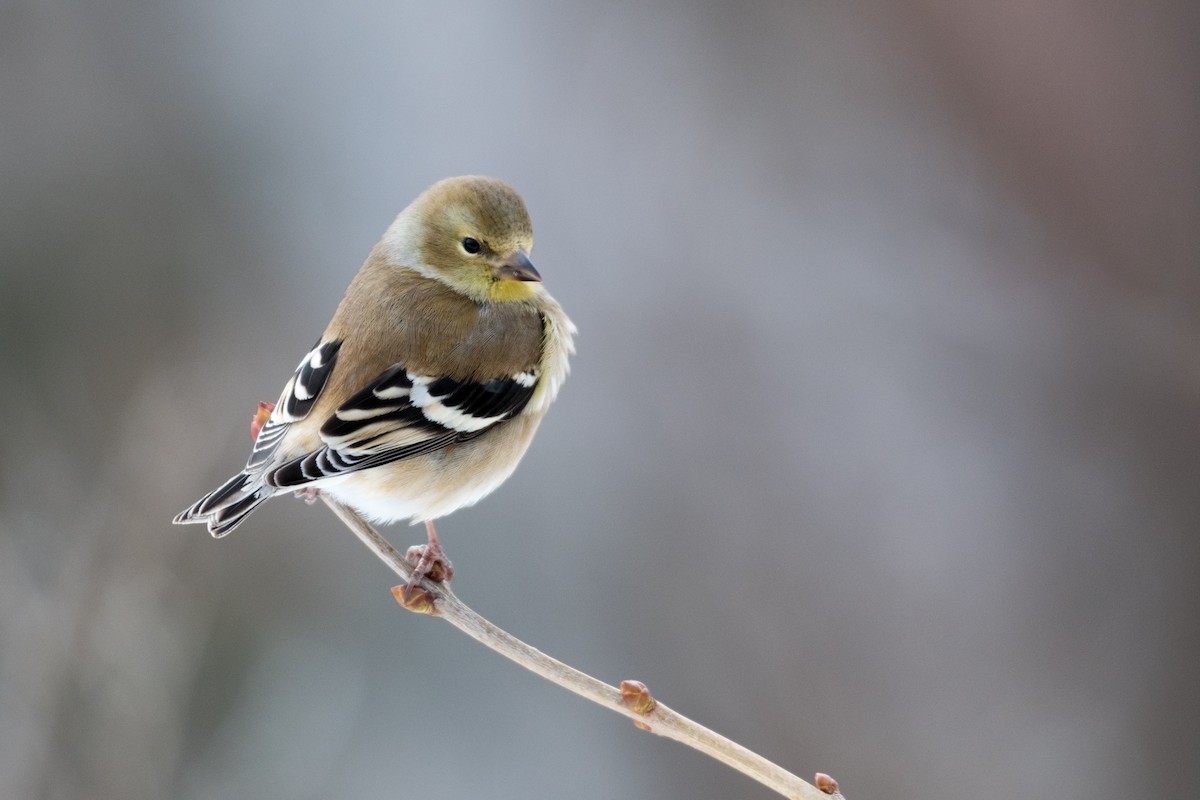 American Goldfinch - ML209611361