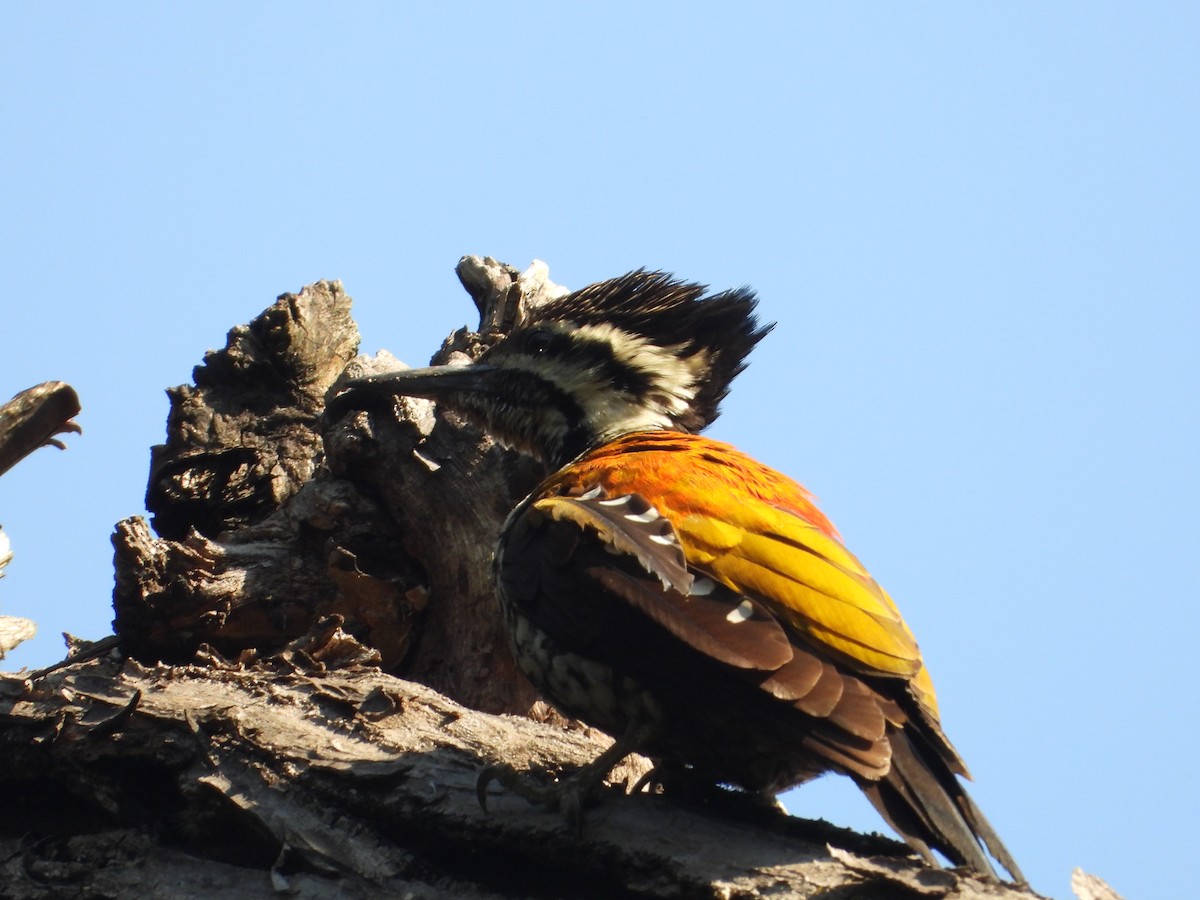 Himalayan Flameback - ML209611441