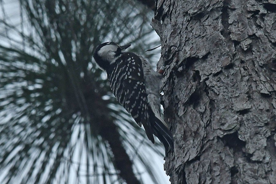 Red-cockaded Woodpecker - ML209612221