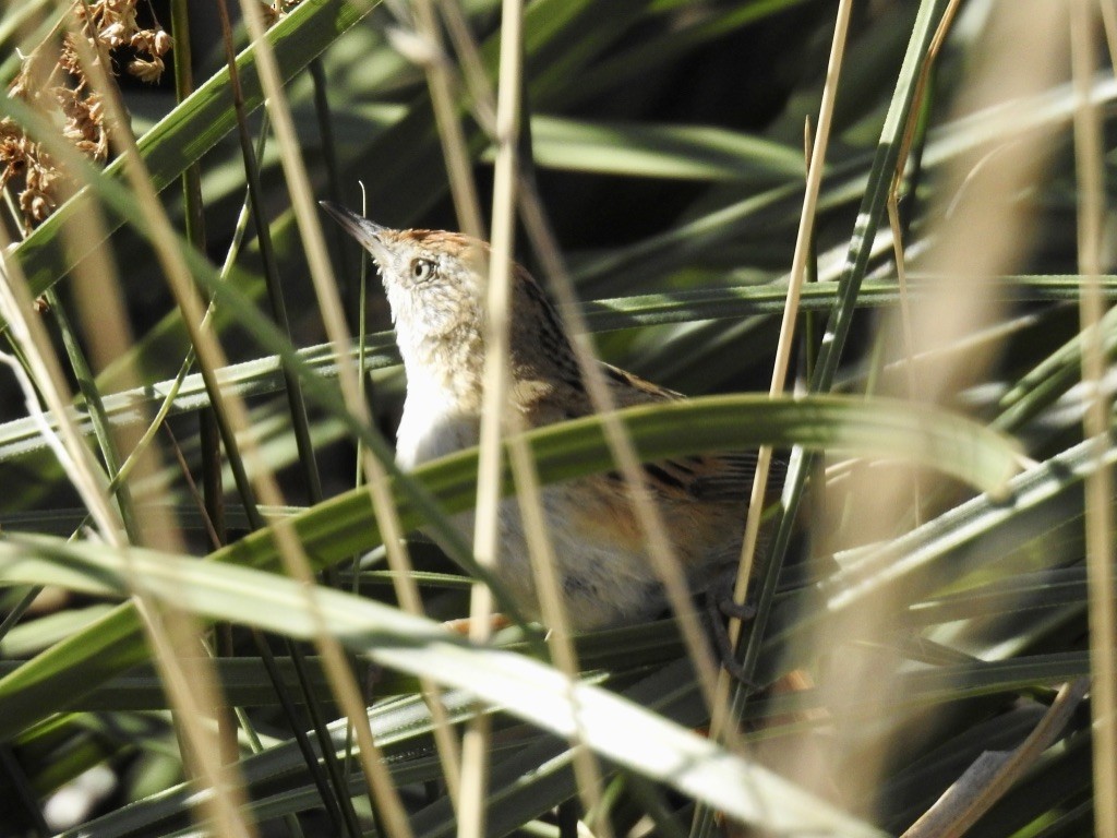 Bay-capped Wren-Spinetail - ML209612291