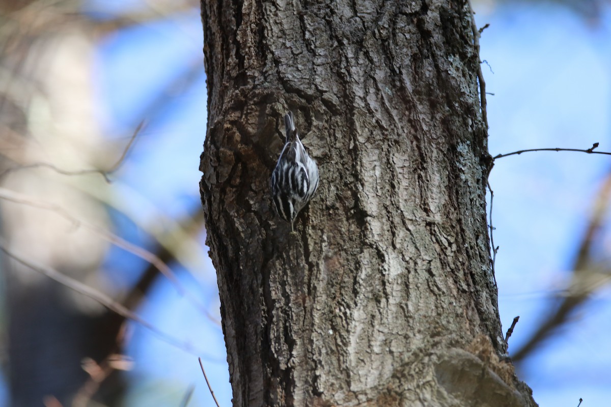 Black-and-white Warbler - ML209612801