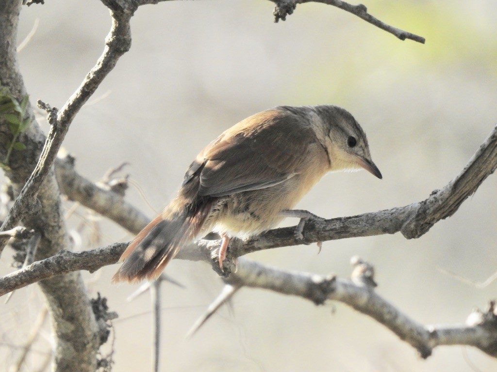 Freckle-breasted Thornbird - ML209613421