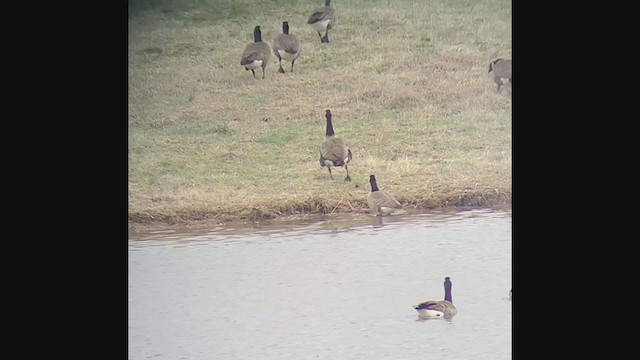 berneška malá (ssp. hutchinsii) - ML209613451