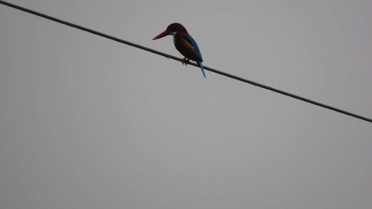 Stork-billed Kingfisher - ML209614741