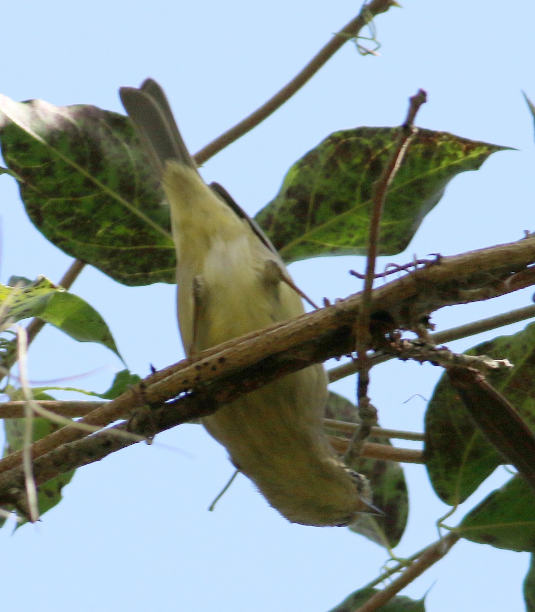 Orange-crowned Warbler - ML209614921