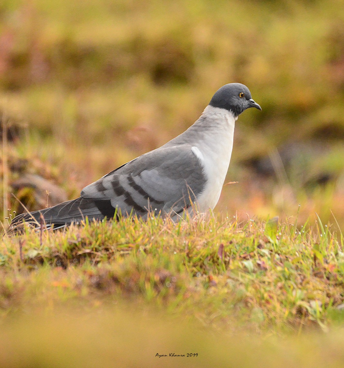 Snow Pigeon - ML209615011