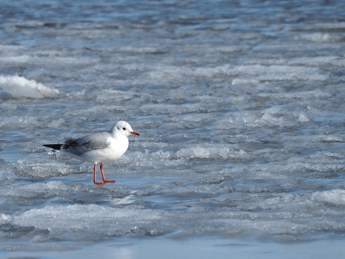 Black-headed Gull - Kostyantyn Grinchenko