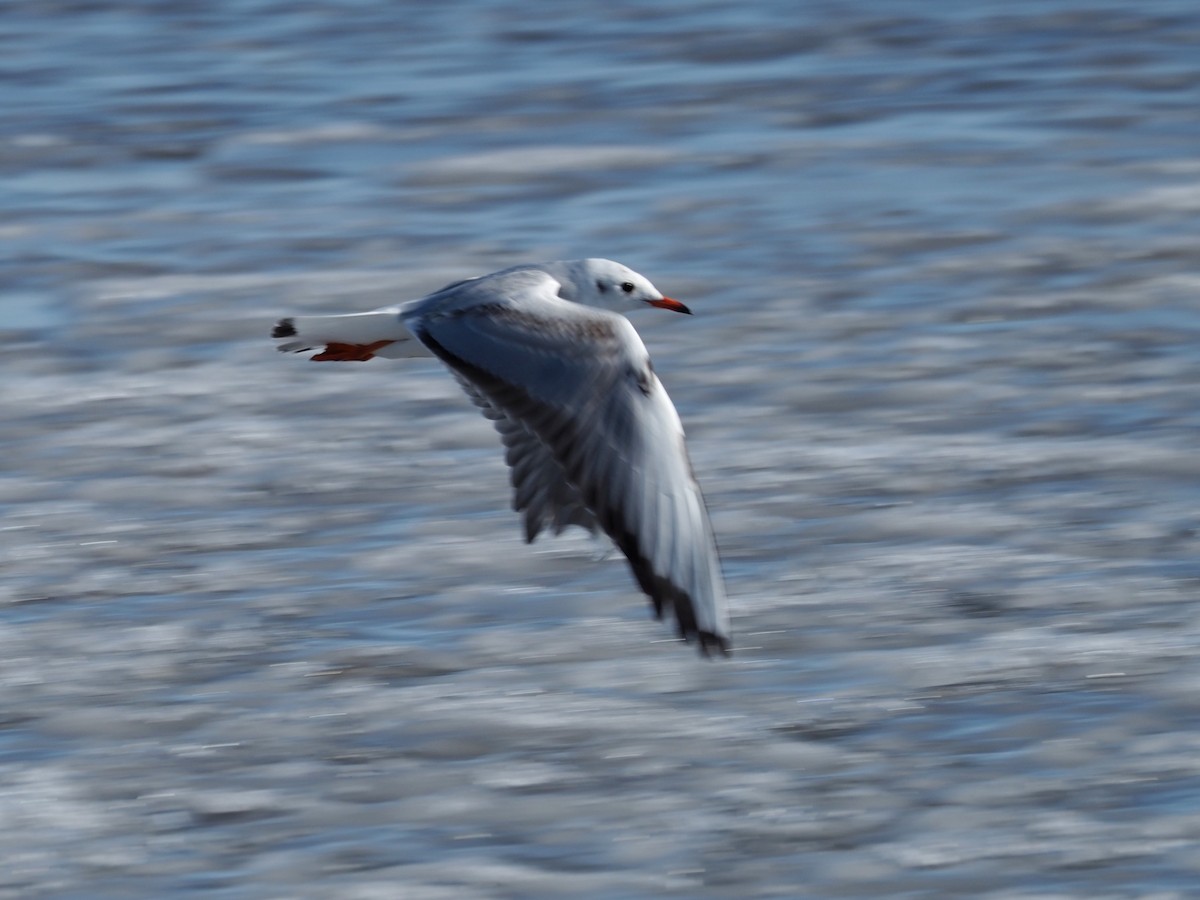 Black-headed Gull - Kostyantyn Grinchenko