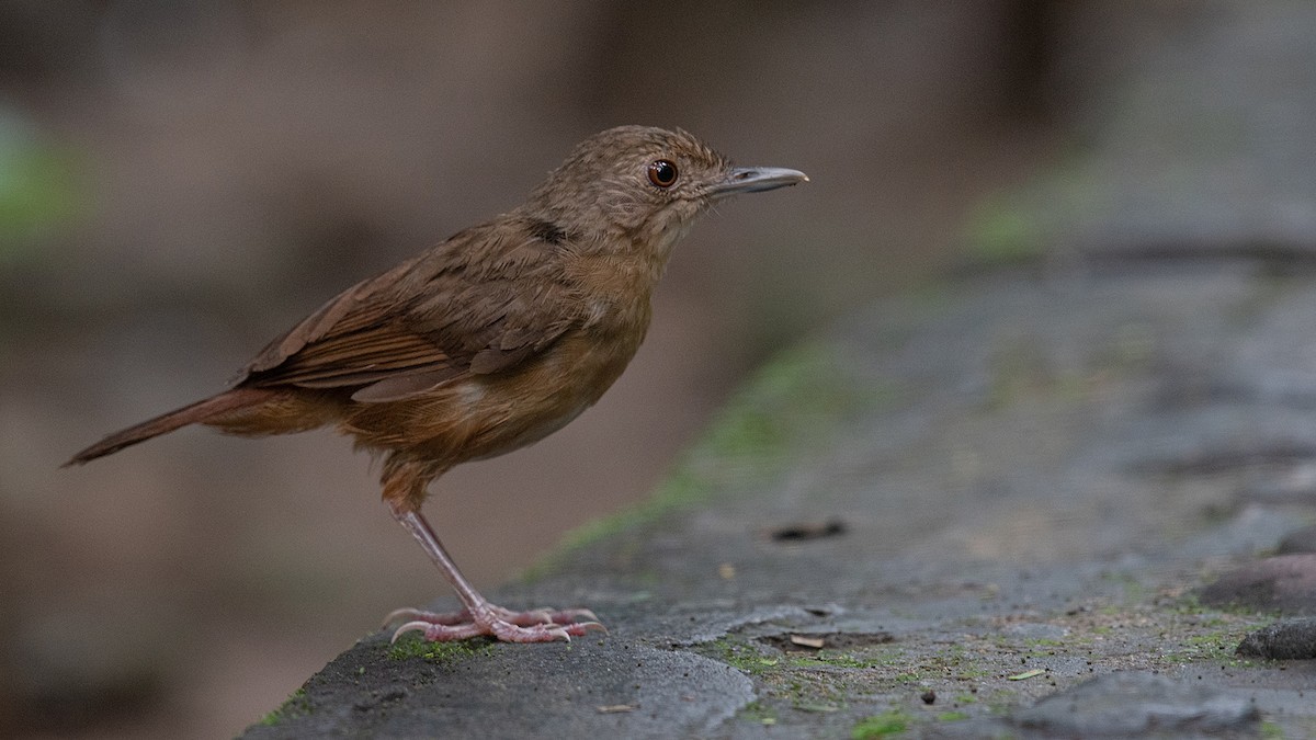 Sulawesi Babbler - ML209617071