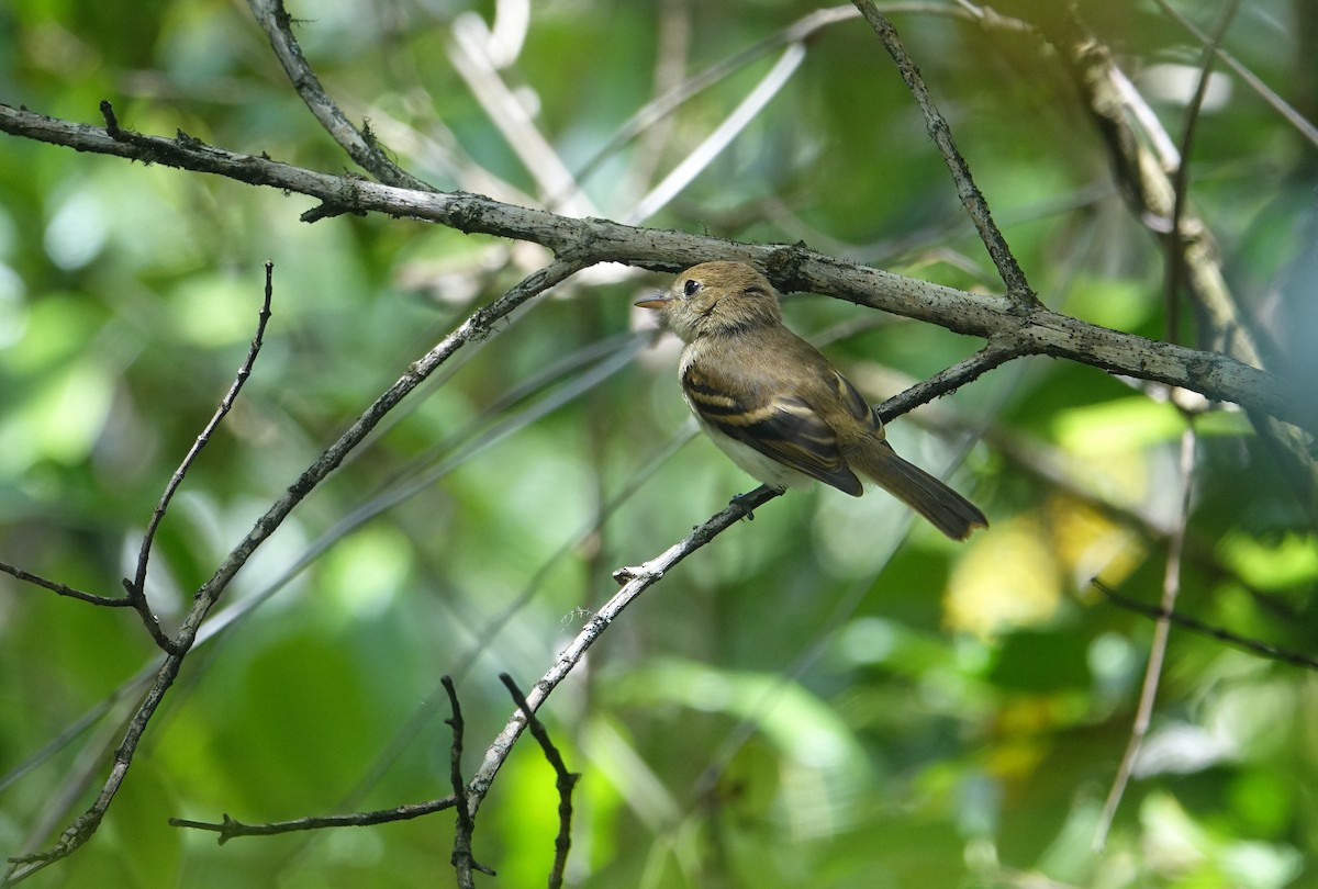 Euler's Flycatcher - ML209617361