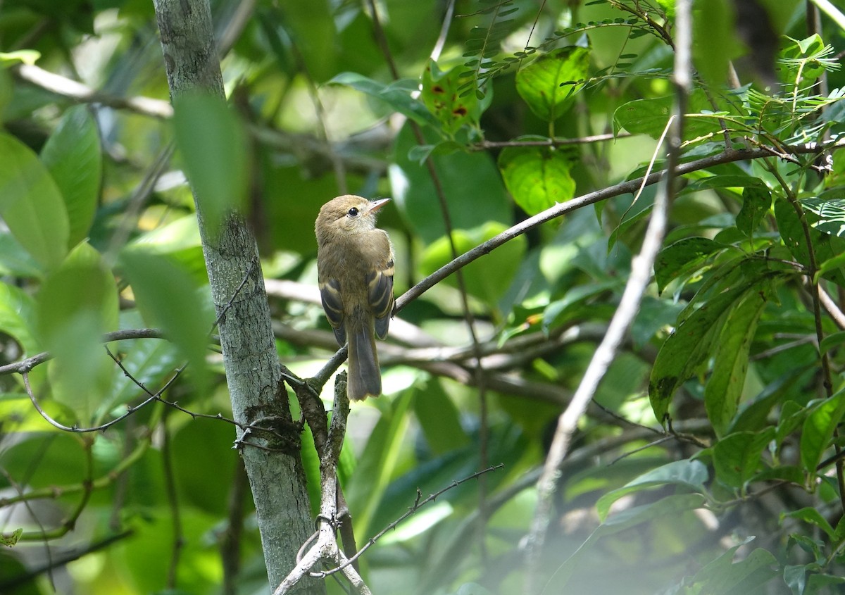 Euler's Flycatcher - ML209617551