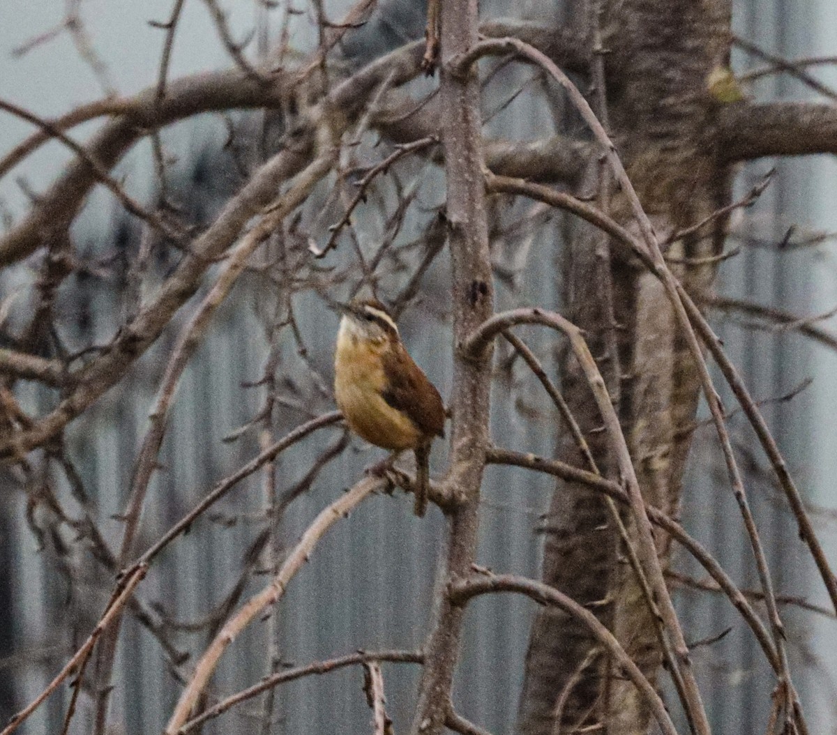 Carolina Wren - Simon Oliver