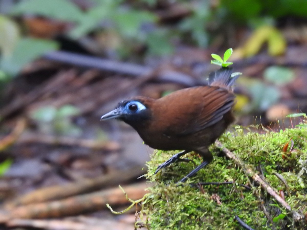 Zeledon's Antbird - André Bechtel