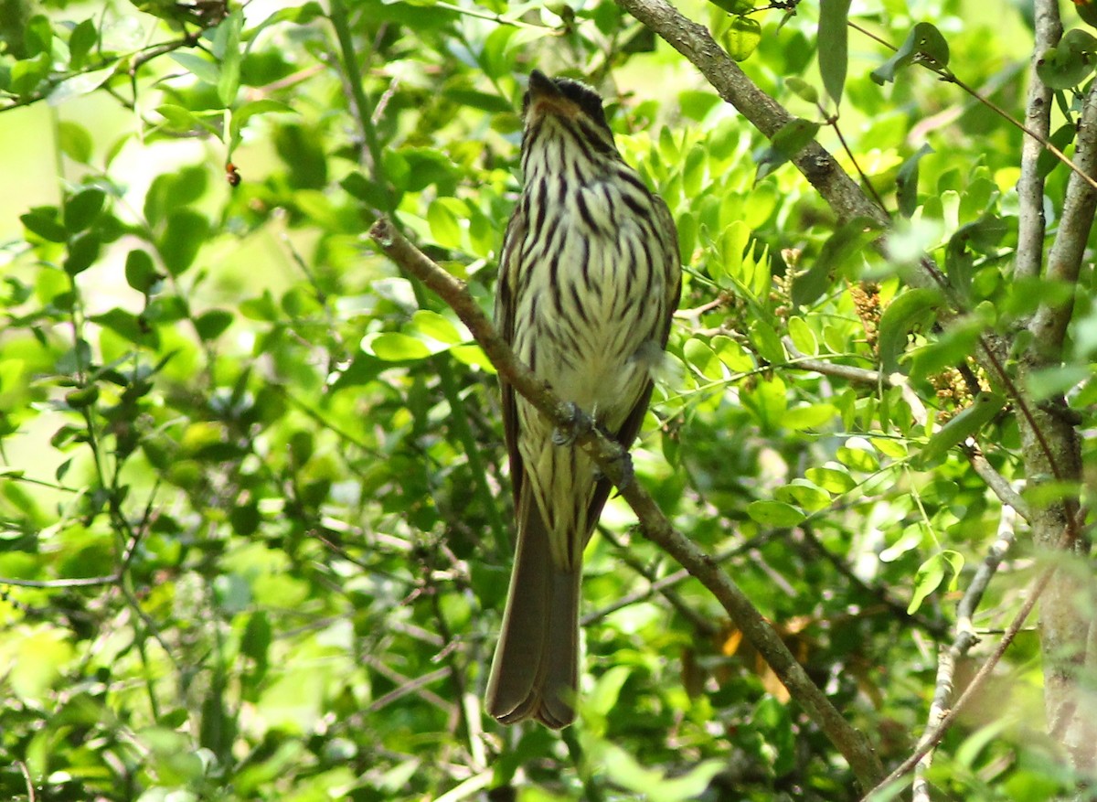 Streaked Flycatcher - ML20962231