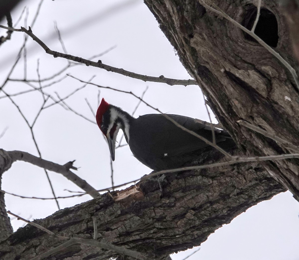 Pileated Woodpecker - ML209624751
